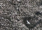 A Gathering of Gannets - John Scholey (Open).jpg